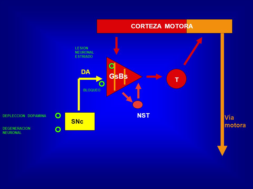 GsBs CORTEZA MOTORA DA T NST Vía motora SNc LESION NEURONAL ESTRIADO