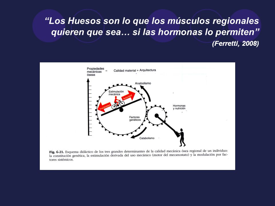 Los Huesos son lo que los músculos regionales quieren que sea… si las hormonas lo permiten (Ferretti, 2008)
