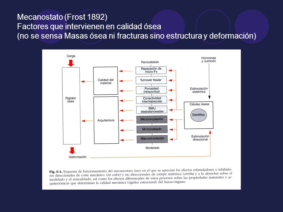 Mecanostato (Frost 1892) Factores que intervienen en calidad ósea (no se sensa Masas ósea ni fracturas sino estructura y deformación)