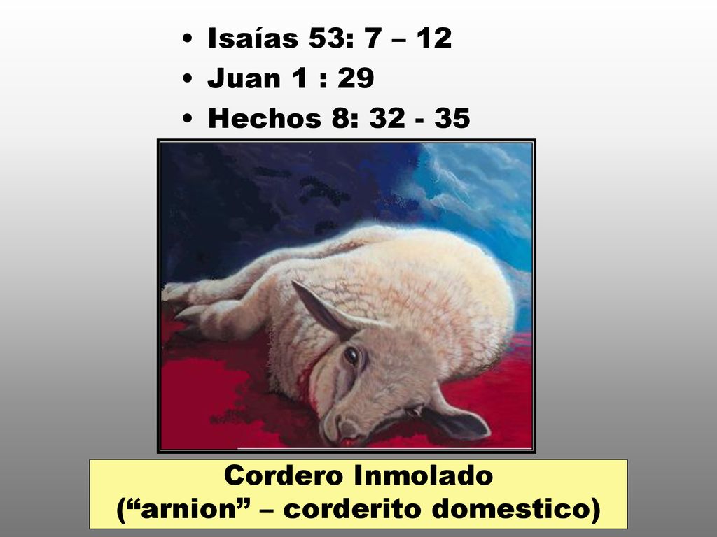 Cordero Inmolado ( arnion – corderito domestico)