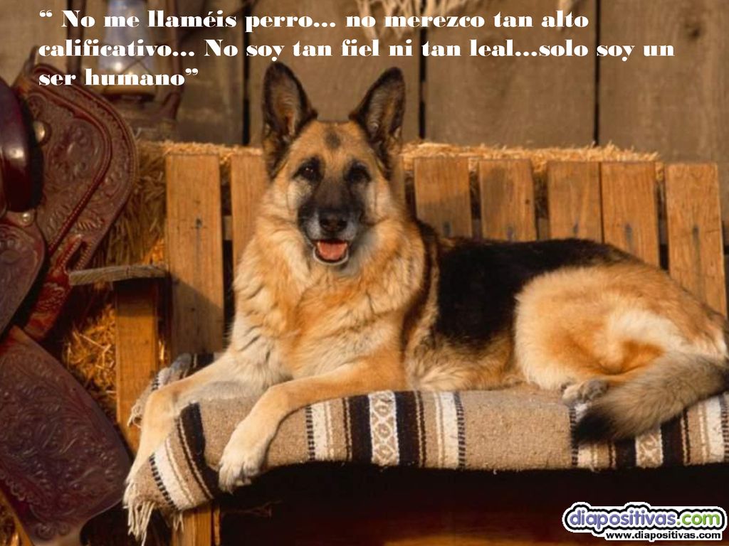 No me llaméis perro… no merezco tan alto calificativo… No soy tan fiel ni tan leal…solo soy un ser humano