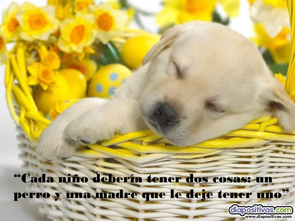 Cada niño debería tener dos cosas: un perro y una madre que le deje tener uno