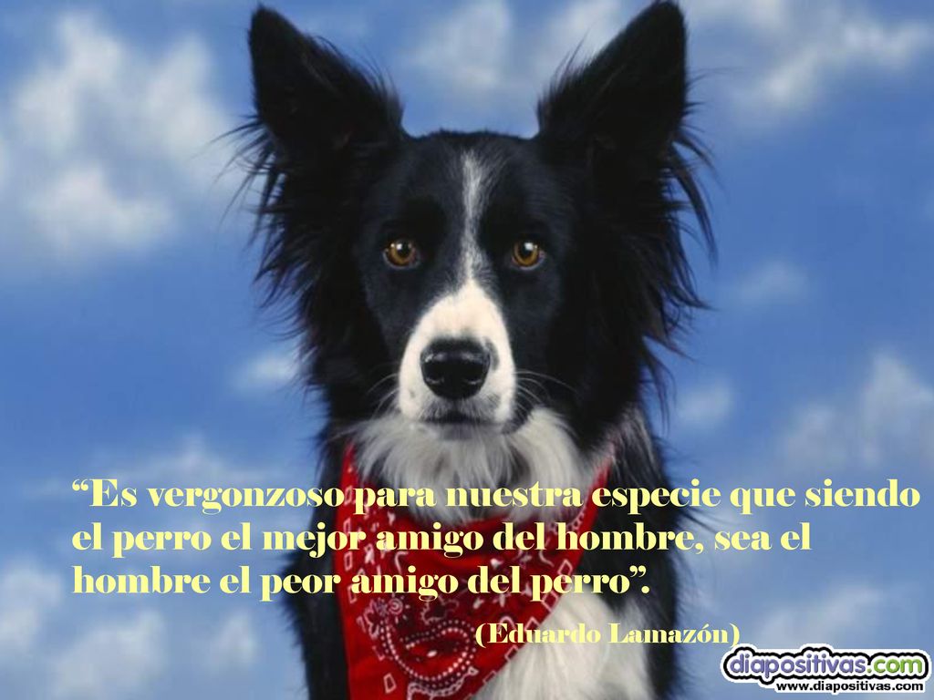 Es vergonzoso para nuestra especie que siendo el perro el mejor amigo del hombre, sea el hombre el peor amigo del perro .