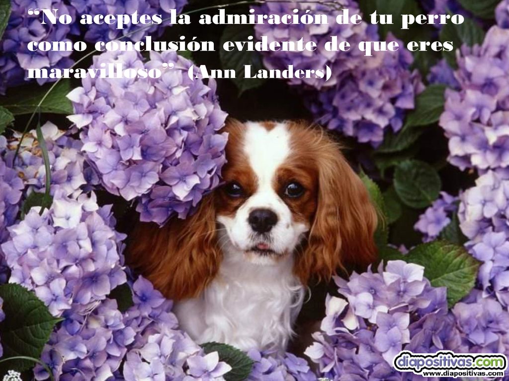 No aceptes la admiración de tu perro como conclusión evidente de que eres maravilloso (Ann Landers)