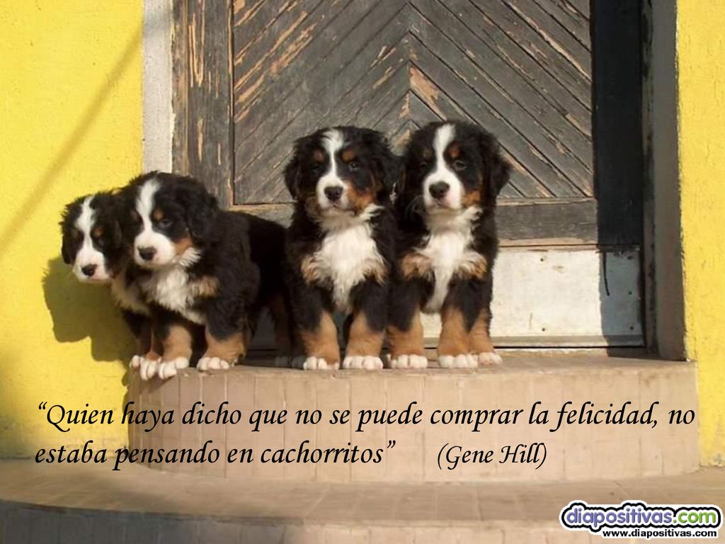 Quien haya dicho que no se puede comprar la felicidad, no estaba pensando en cachorritos (Gene Hill)