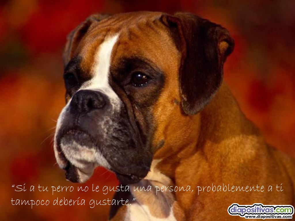 Si a tu perro no le gusta una persona, probablemente a ti tampoco debería gustarte.