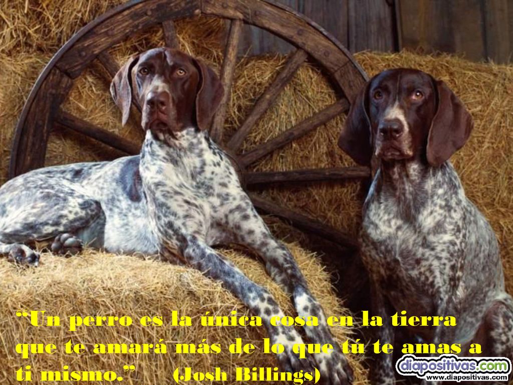 Un perro es la única cosa en la tierra que te amará más de lo que tú te amas a ti mismo. (Josh Billings)