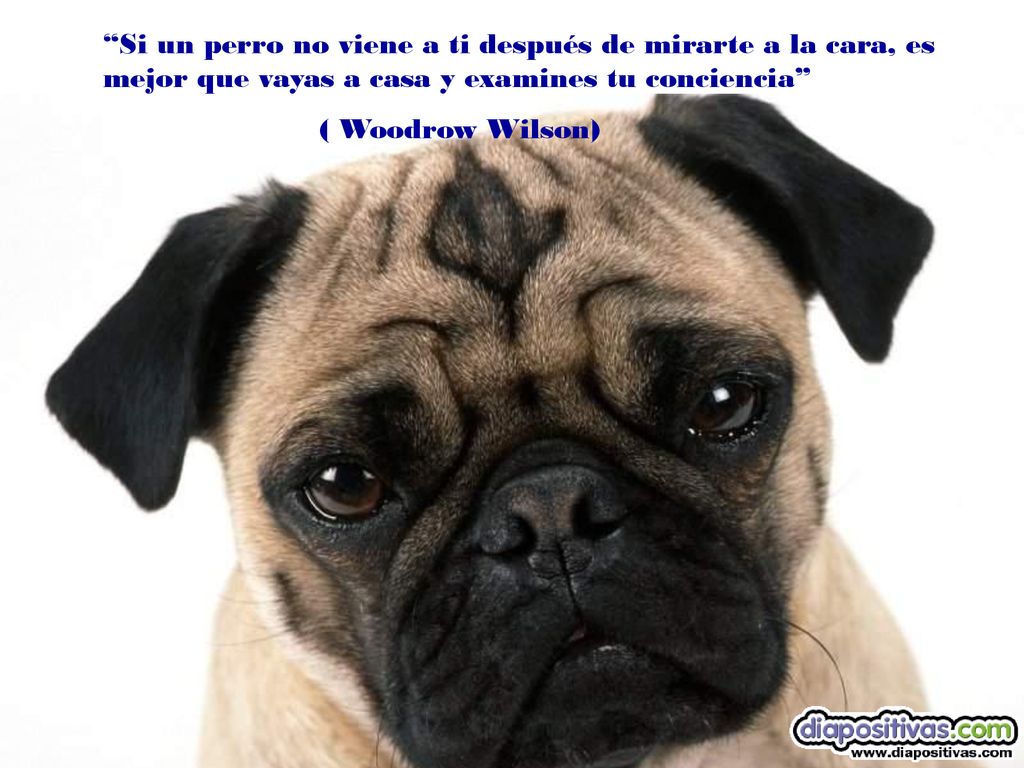 Si un perro no viene a ti después de mirarte a la cara, es mejor que vayas a casa y examines tu conciencia