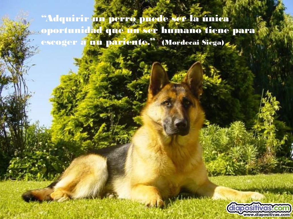Adquirir un perro puede ser la única oportunidad que un ser humano tiene para escoger a un pariente. (Mordecai Siega)