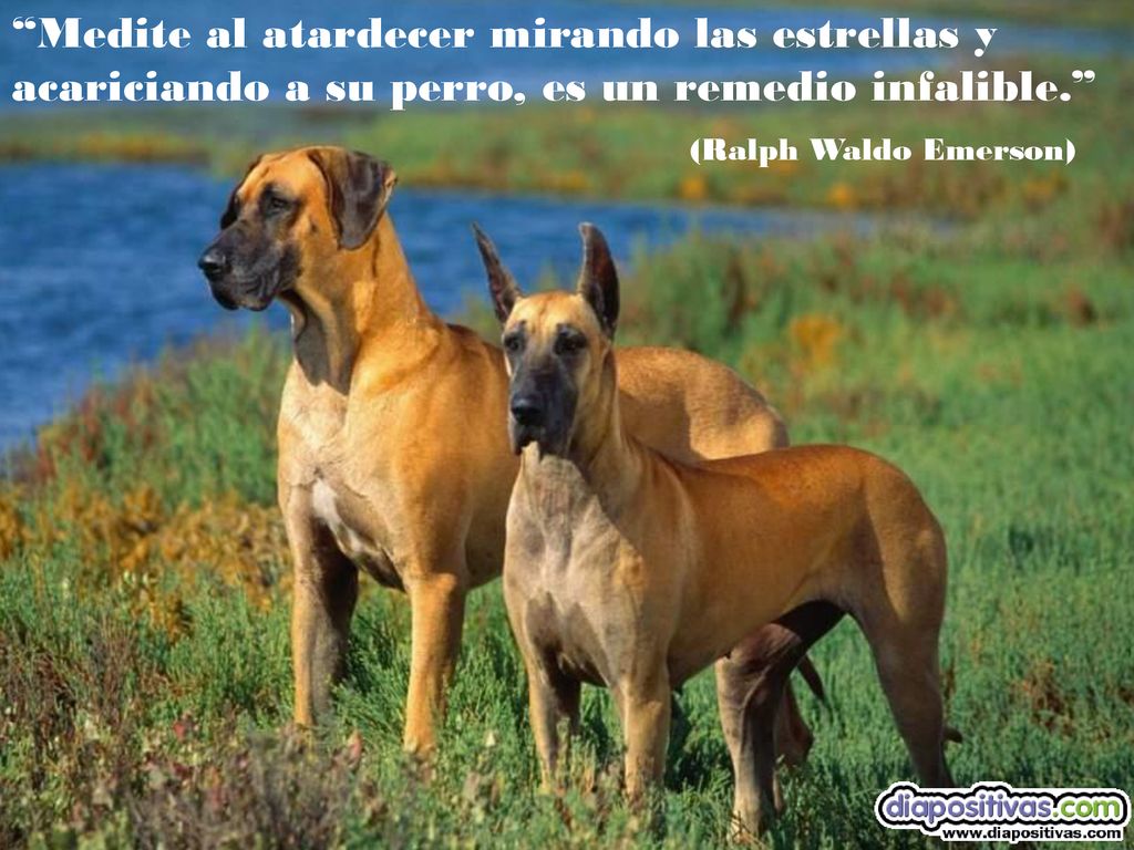Medite al atardecer mirando las estrellas y acariciando a su perro, es un remedio infalible.