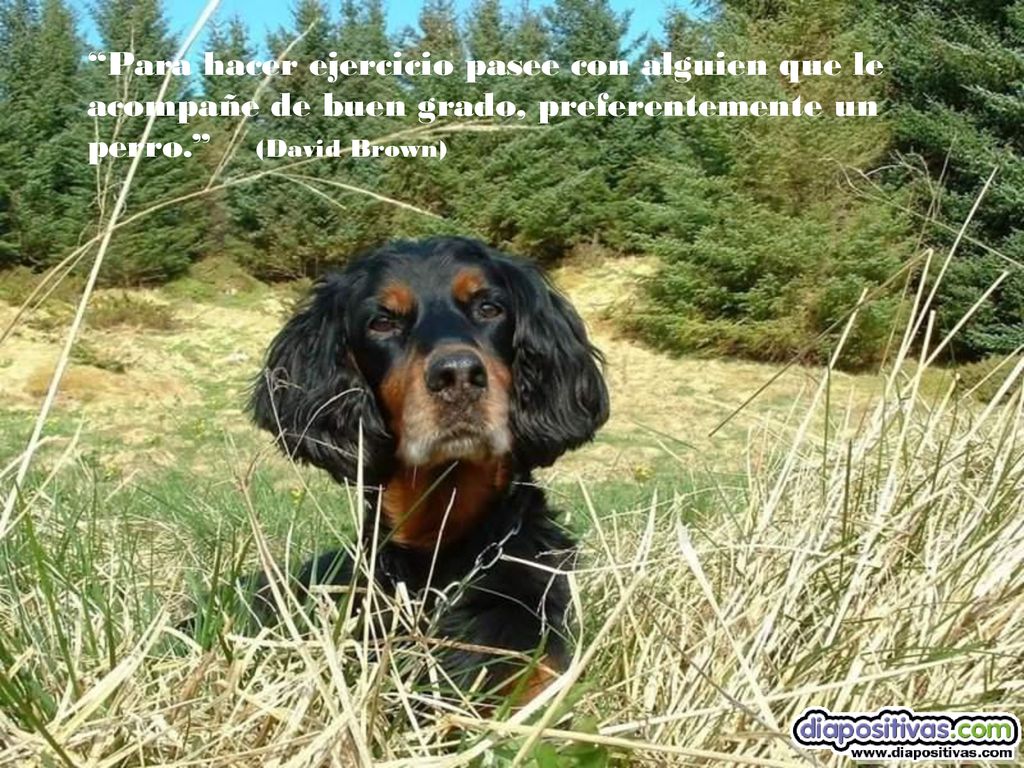 Para hacer ejercicio pasee con alguien que le acompañe de buen grado, preferentemente un perro. (David Brown)