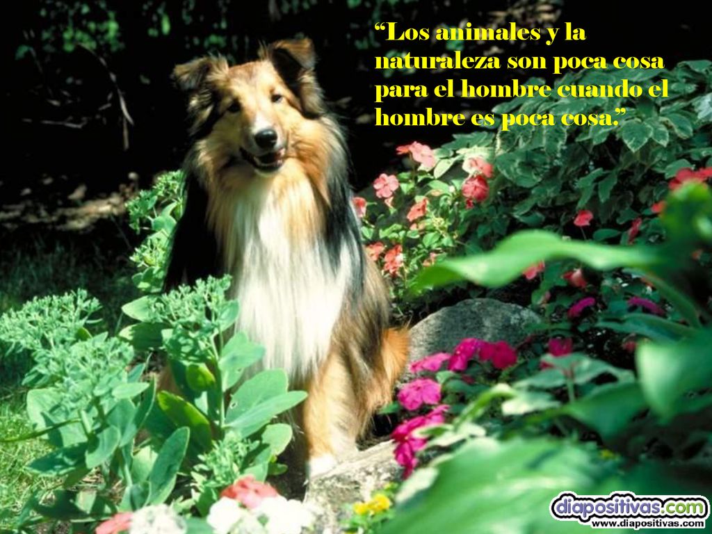 Los animales y la naturaleza son poca cosa para el hombre cuando el hombre es poca cosa.
