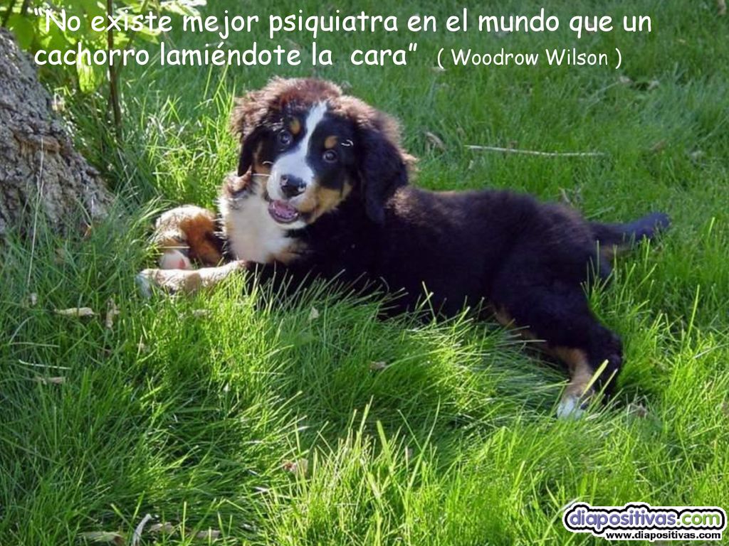 No existe mejor psiquiatra en el mundo que un cachorro lamiéndote la cara ( Woodrow Wilson )