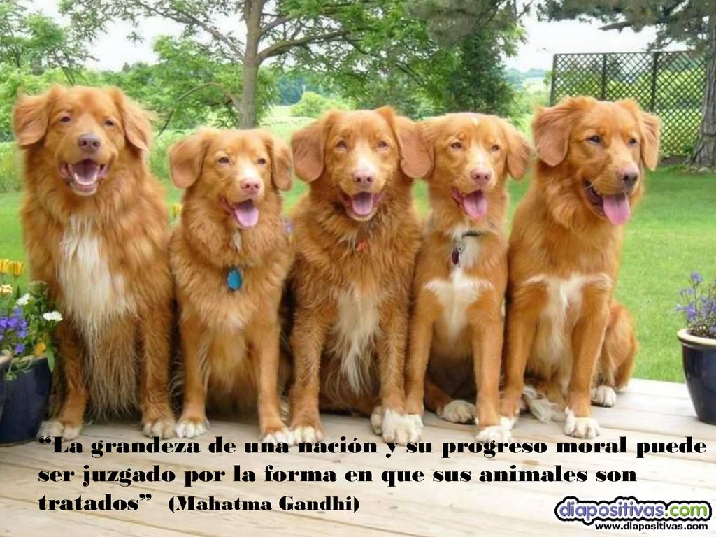La grandeza de una nación y su progreso moral puede ser juzgado por la forma en que sus animales son tratados (Mahatma Gandhi)