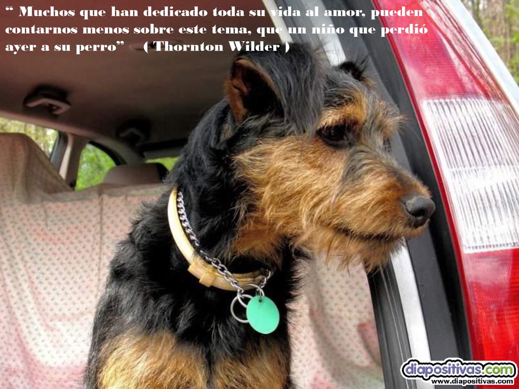 Muchos que han dedicado toda su vida al amor, pueden contarnos menos sobre este tema, que un niño que perdió ayer a su perro ( Thornton Wilder )