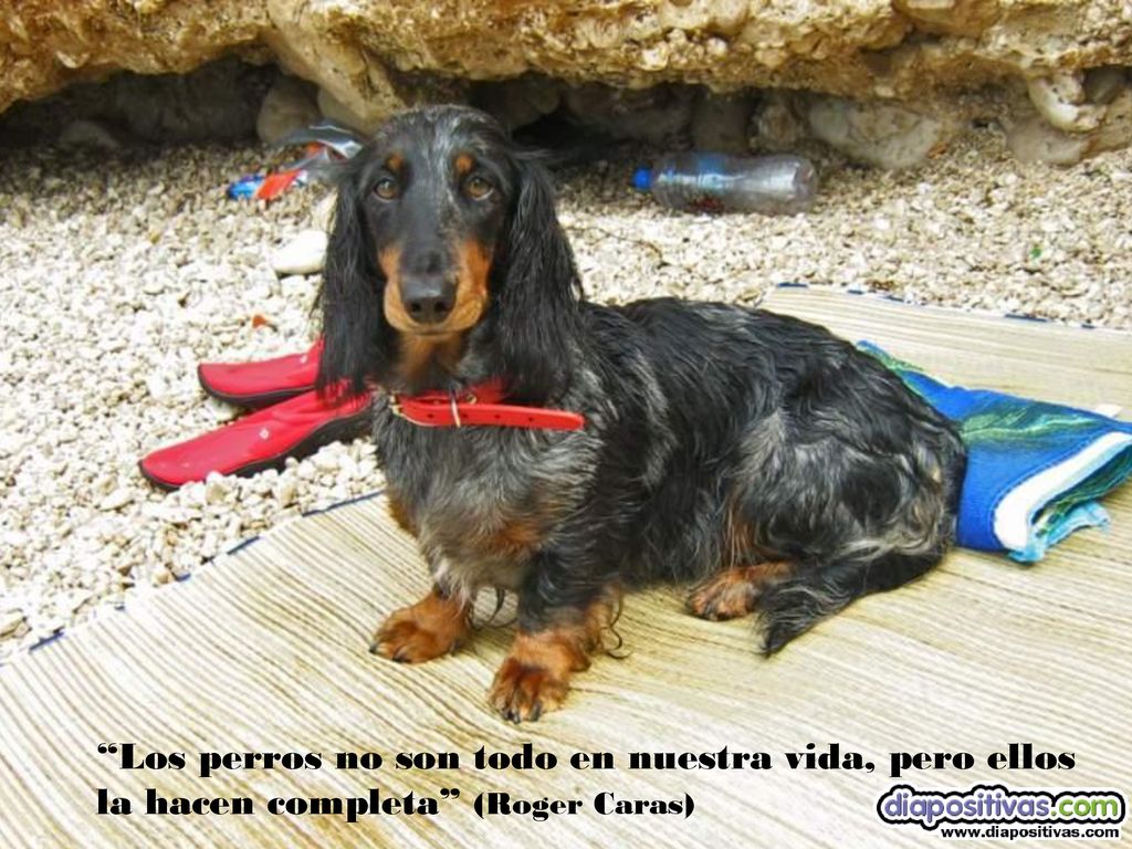 Los perros no son todo en nuestra vida, pero ellos la hacen completa (Roger Caras)