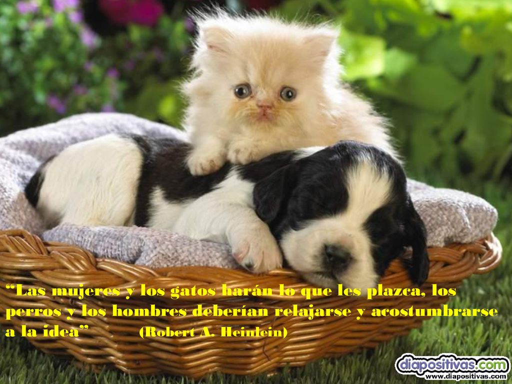 Las mujeres y los gatos harán lo que les plazca, los perros y los hombres deberían relajarse y acostumbrarse a la idea (Robert A.