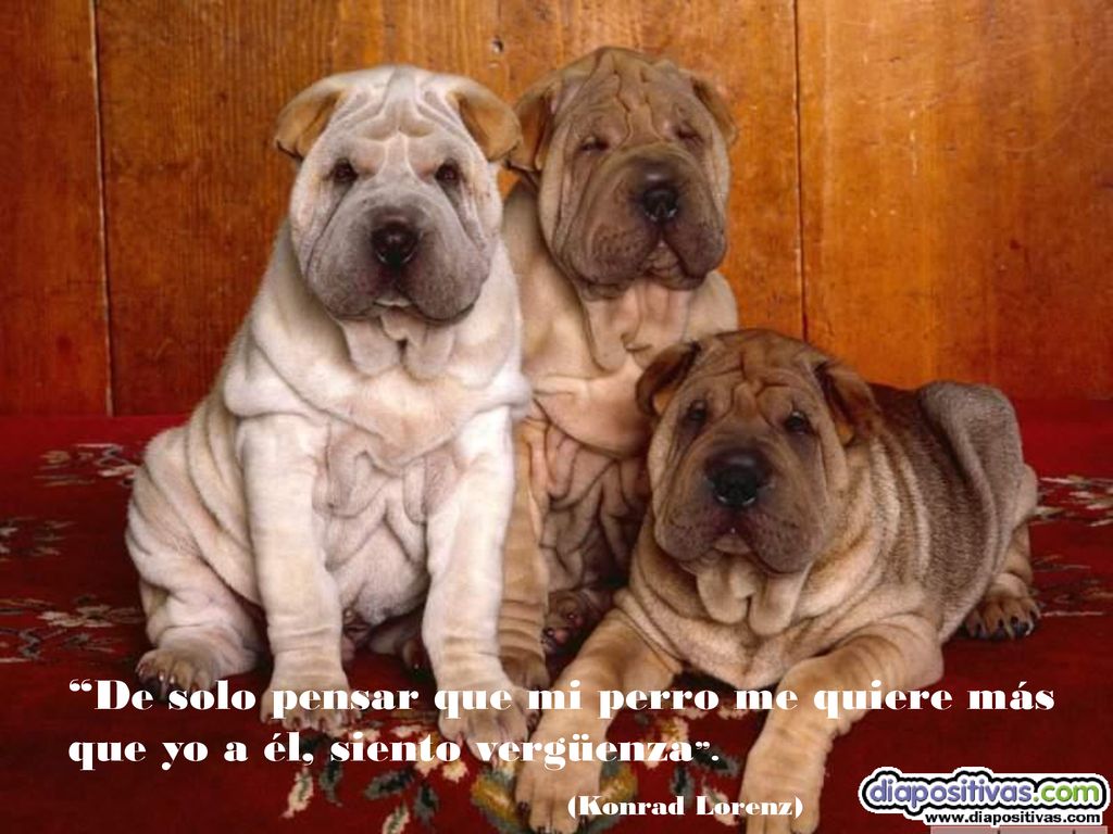 De solo pensar que mi perro me quiere más que yo a él, siento vergüenza .