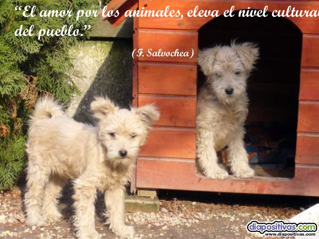 El amor por los animales, eleva el nivel cultural del pueblo.