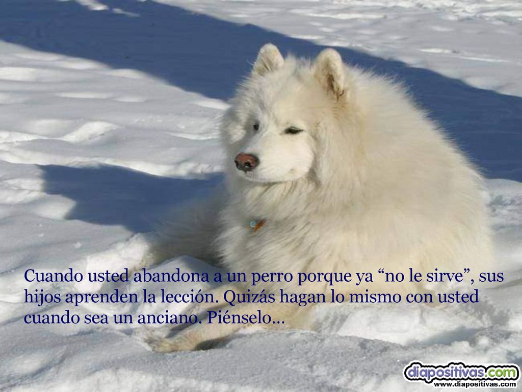Cuando usted abandona a un perro porque ya no le sirve , sus hijos aprenden la lección.