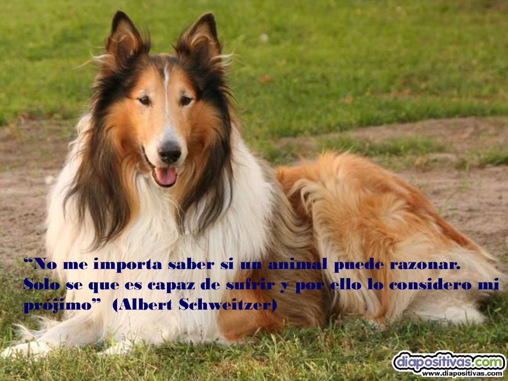 No me importa saber si un animal puede razonar