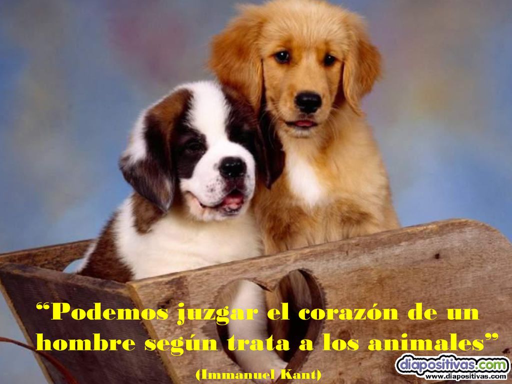 Podemos juzgar el corazón de un hombre según trata a los animales