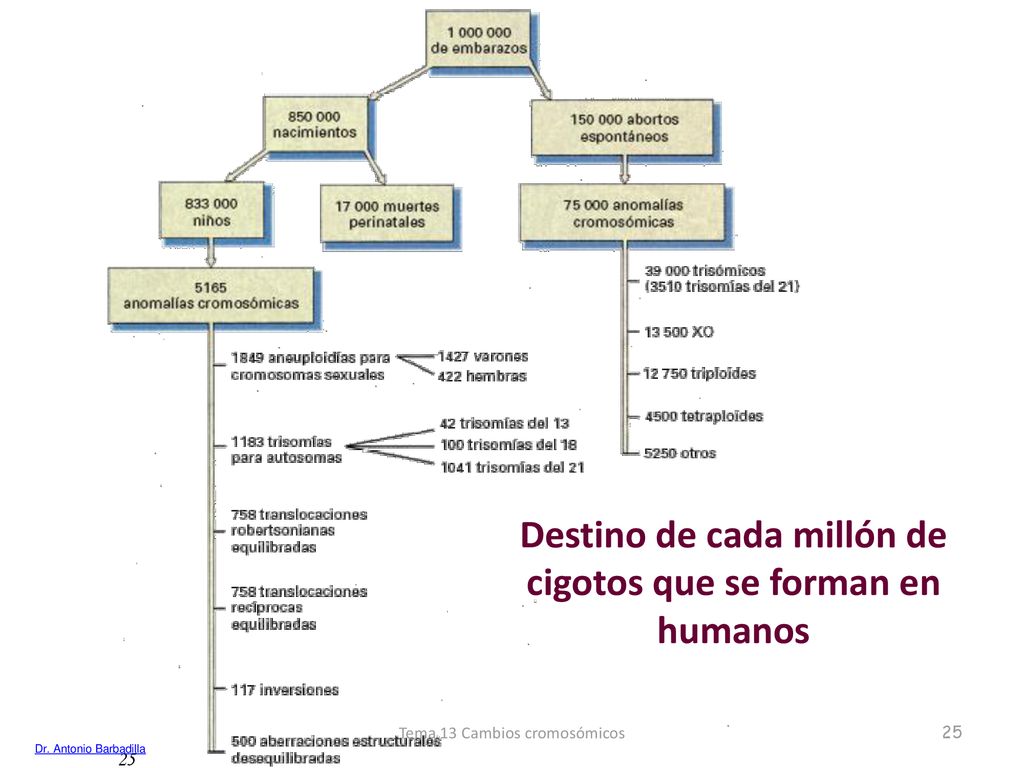 Destino de cada millón de cigotos que se forman en humanos
