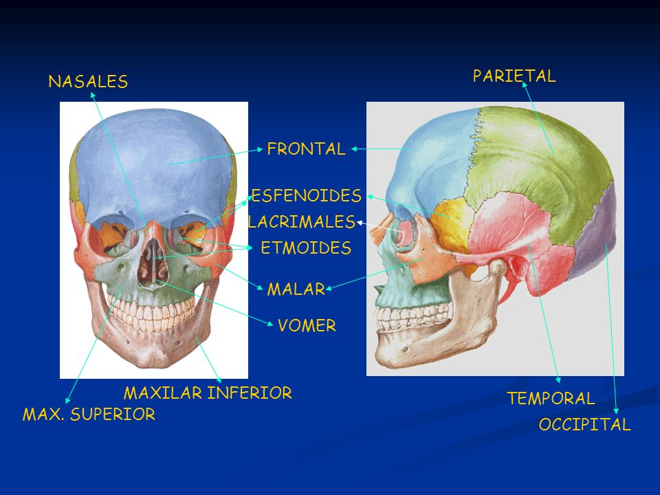 PARIETAL NASALES. FRONTAL. ESFENOIDES. LACRIMALES. ETMOIDES. MALAR. VOMER. MAXILAR INFERIOR.