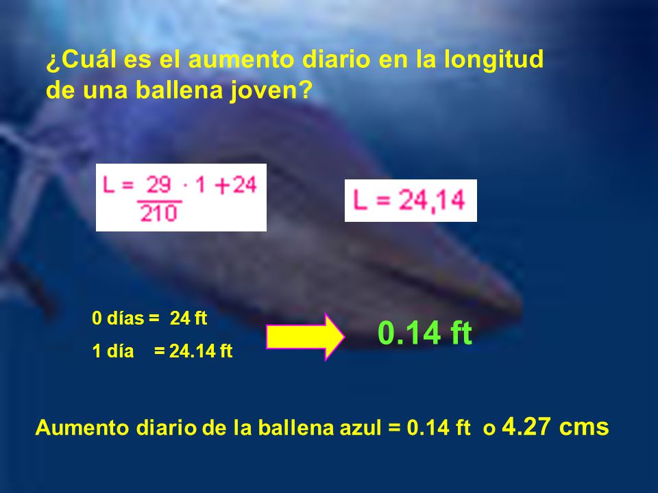 ¿Cuál es el aumento diario en la longitud de una ballena joven