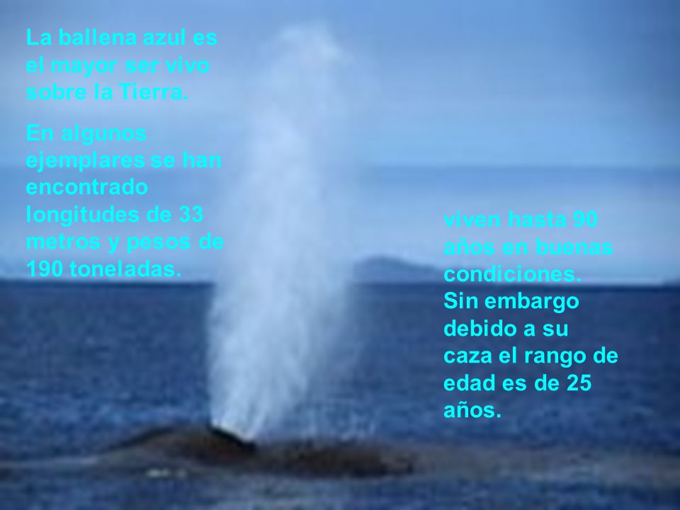 La ballena azul es el mayor ser vivo sobre la Tierra.