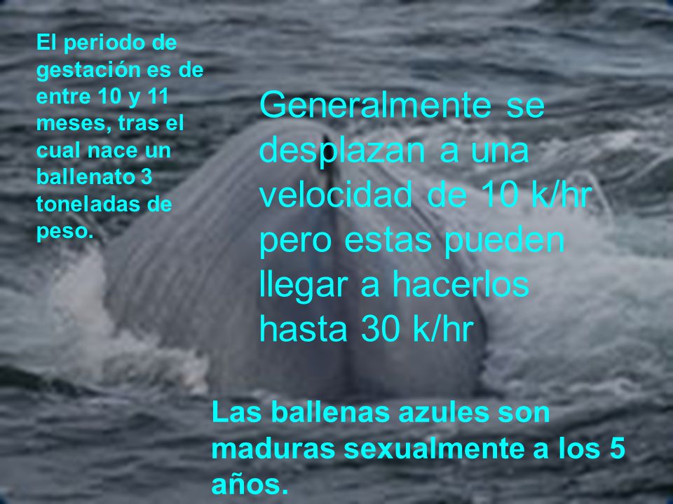 El periodo de gestación es de entre 10 y 11 meses, tras el cual nace un ballenato 3 toneladas de peso.