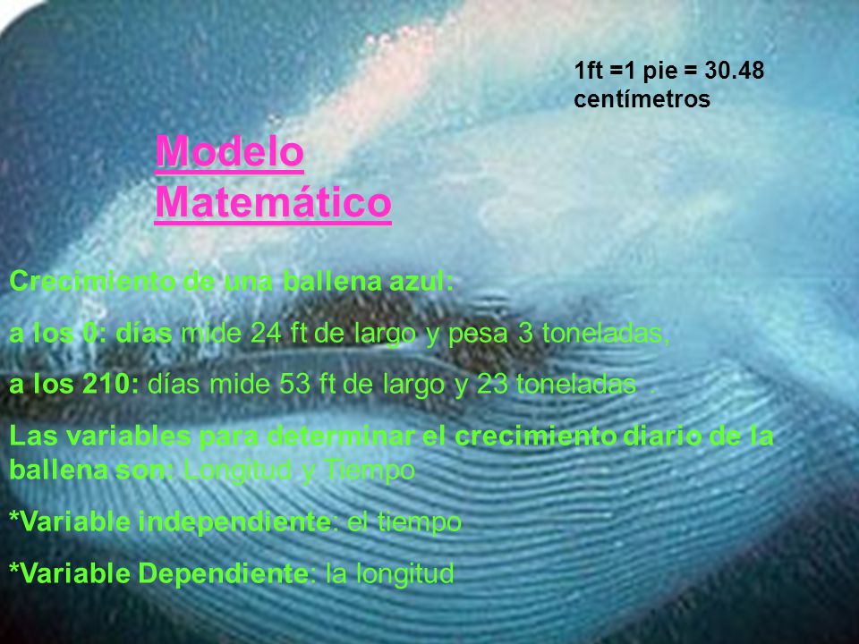 Modelo Matemático Crecimiento de una ballena azul: