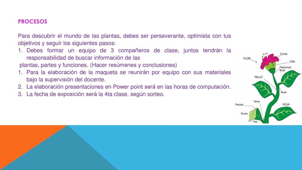 PROCESOS Para descubrir el mundo de las plantas, debes ser perseverante, optimista con tus objetivos y seguir los siguientes pasos: