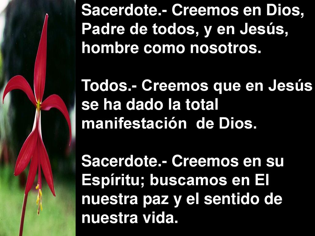 Sacerdote.- Creemos en Dios, Padre de todos, y en Jesús, hombre como nosotros.
