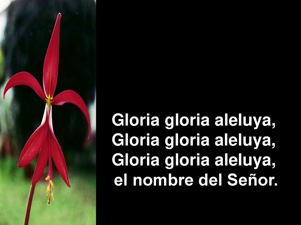 Gloria gloria aleluya, el nombre del Señor.