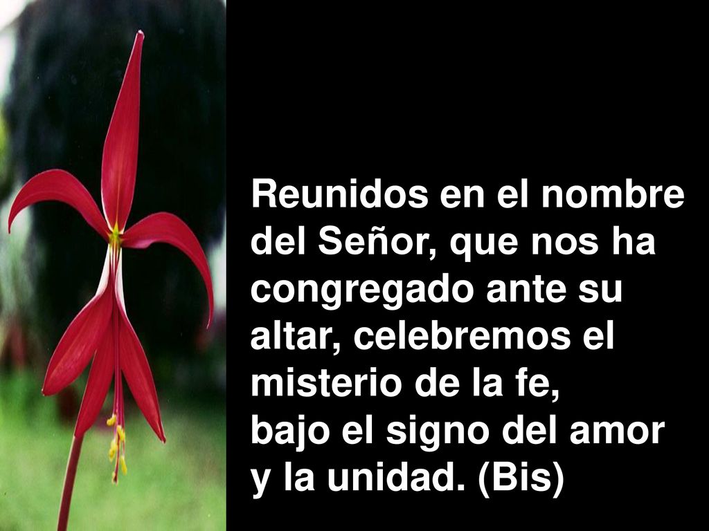 Reunidos en el nombre del Señor, que nos ha congregado ante su