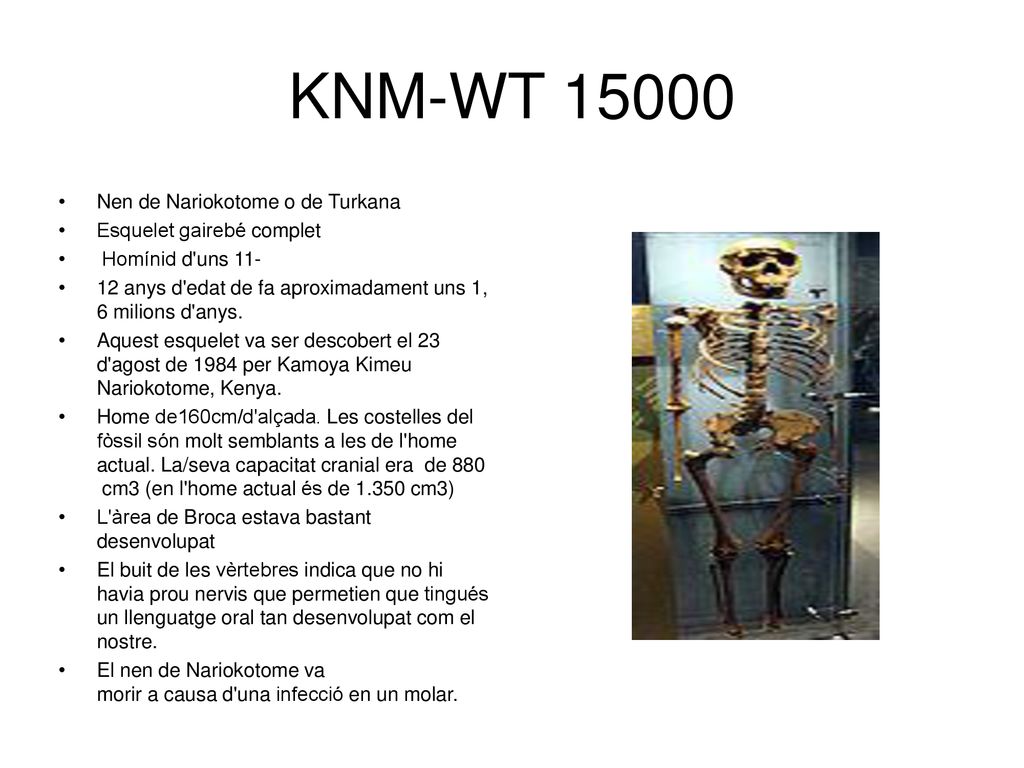 KNM-WT Nen de Nariokotome o de Turkana Esquelet gairebé complet