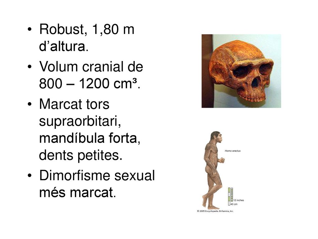 Robust, 1,80 m d’altura. Volum cranial de 800 – 1200 cm³. Marcat tors supraorbitari, mandíbula forta, dents petites.