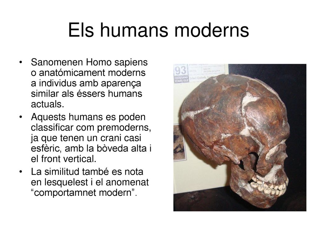 Els humans moderns Sanomenen Homo sapiens o anatómicament moderns a individus amb aparença similar als éssers humans actuals.