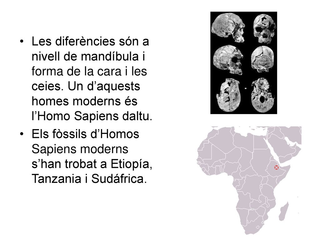 Les diferències són a nivell de mandíbula i forma de la cara i les ceies. Un d’aquests homes moderns és l’Homo Sapiens daltu.