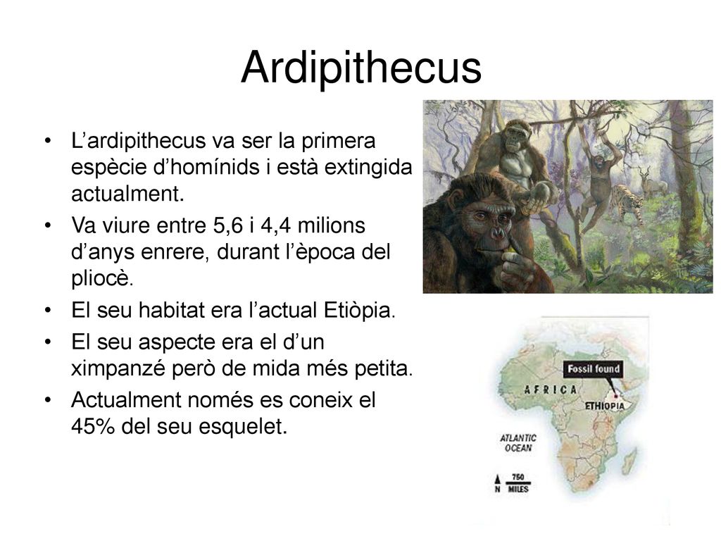 Ardipithecus L’ardipithecus va ser la primera espècie d’homínids i està extingida actualment.