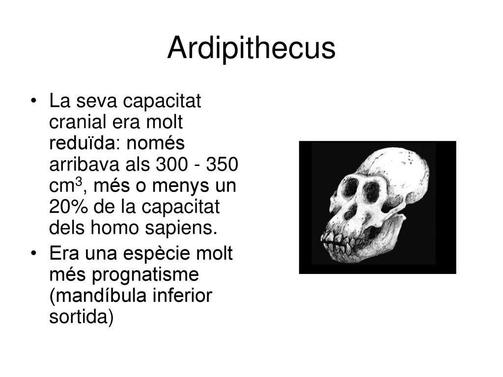 Ardipithecus La seva capacitat cranial era molt reduïda: només arribava als cm3, més o menys un 20% de la capacitat dels homo sapiens.