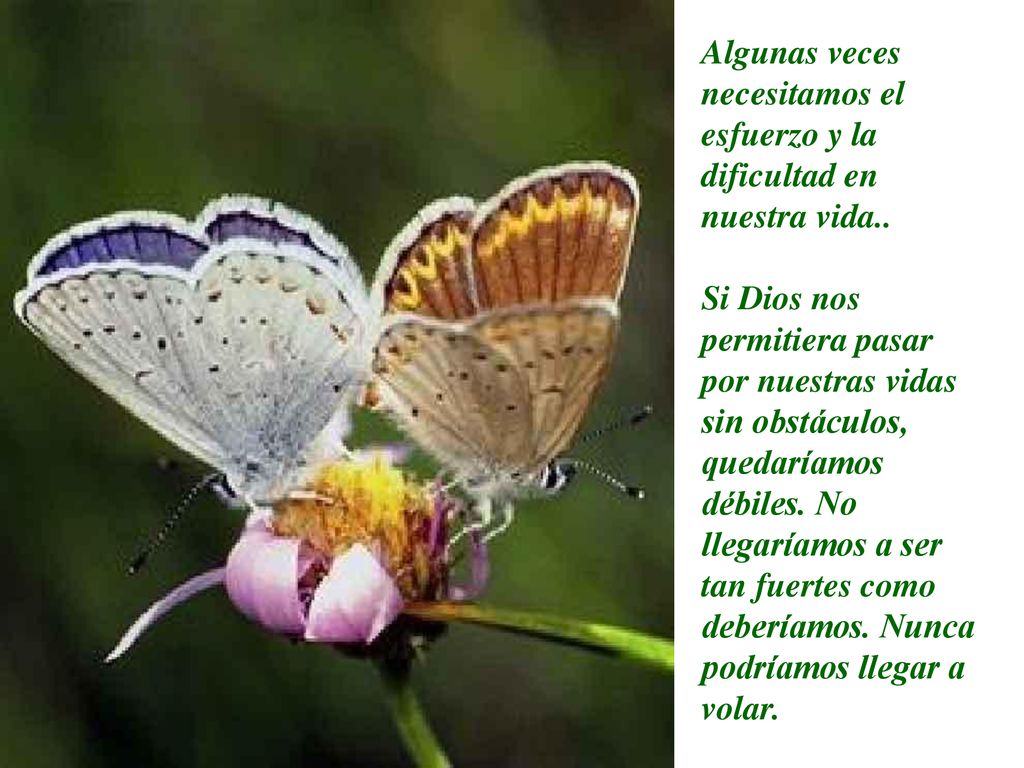 Algunas veces necesitamos el esfuerzo y la dificultad en nuestra vida..