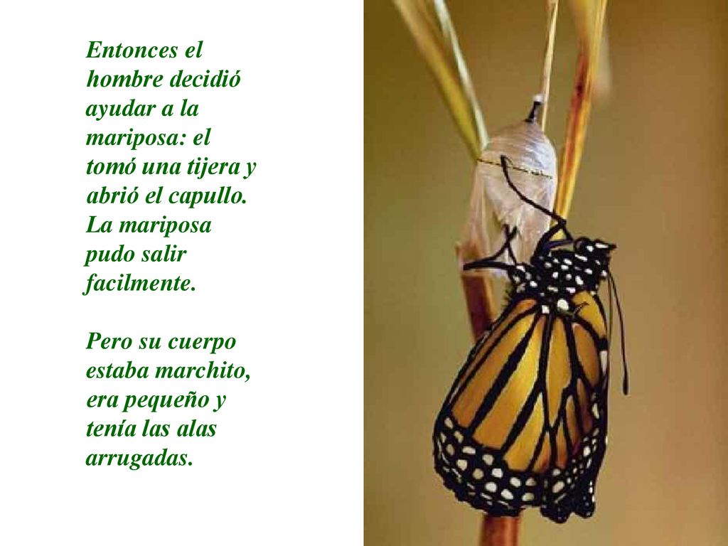 Entonces el hombre decidió ayudar a la mariposa: el tomó una tijera y abrió el capullo. La mariposa pudo salir facilmente.