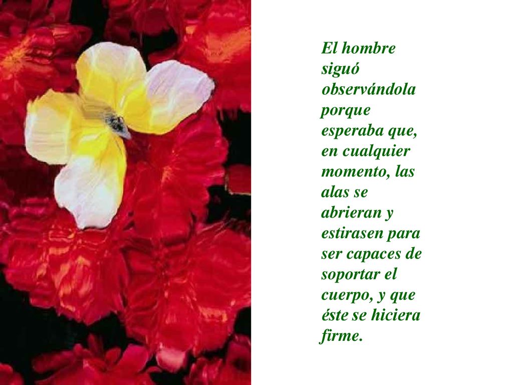 El hombre siguó observándola porque esperaba que, en cualquier momento, las alas se abrieran y estirasen para ser capaces de soportar el cuerpo, y que éste se hiciera firme.