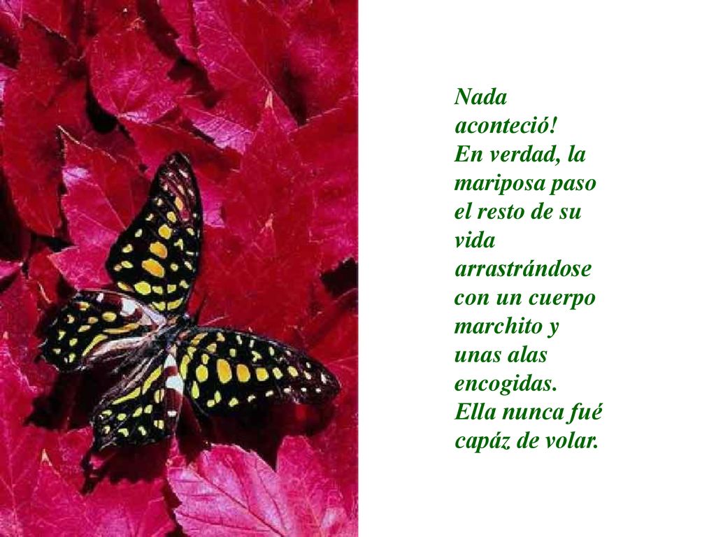 Nada aconteció! En verdad, la mariposa paso el resto de su vida arrastrándose con un cuerpo marchito y unas alas encogidas.