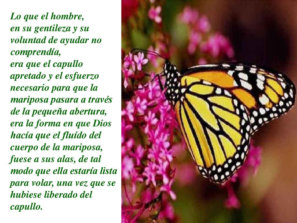 Lo que el hombre, en su gentileza y su voluntad de ayudar no comprendía,
