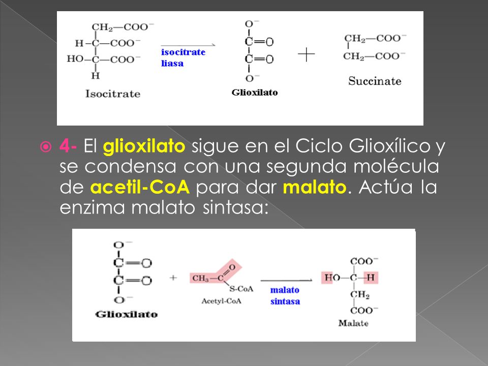 4- El glioxilato sigue en el Ciclo Glioxílico y se condensa con una segunda molécula de acetil-CoA para dar malato.
