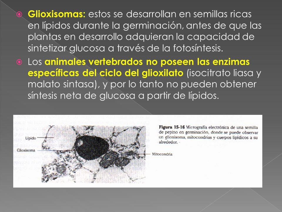 Glioxisomas: estos se desarrollan en semillas ricas en lípidos durante la germinación, antes de que las plantas en desarrollo adquieran la capacidad de sintetizar glucosa a través de la fotosíntesis.