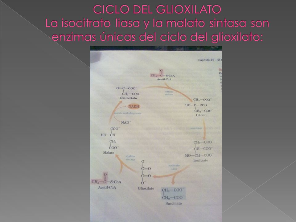 CICLO DEL GLIOXILATO La isocitrato liasa y la malato sintasa son enzimas únicas del ciclo del glioxilato: